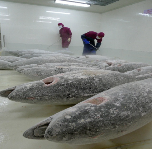 金槍魚超低溫冷庫存儲技術